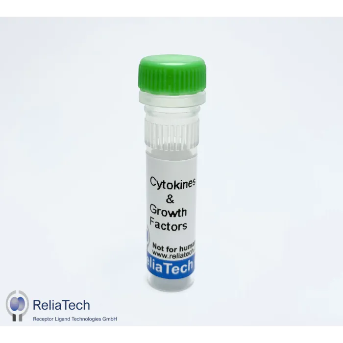 rat IL-1 beta protein